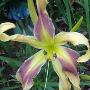 Meet your Posher, Carolyn